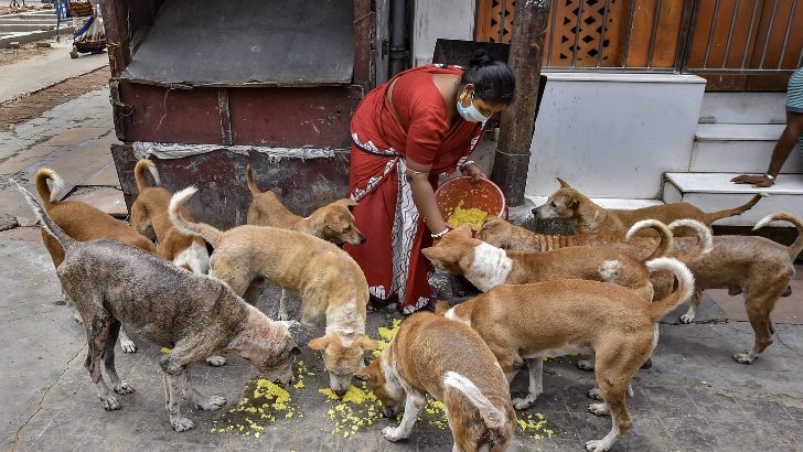 https://salarnews.in/public/uploads/images/newsimages/maannewsimage28022026_213610_stray dogs.png